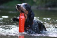 Ein Hund im See beim Apportierkurs an der Hundeschule Amperland in Kottgeisering und Umgebung